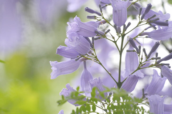 fotografía de flores de color púrpura, agradable, agradable, naturaleza, flor, planta, primavera, púrpura, primer plano, Fondo de pantalla HD