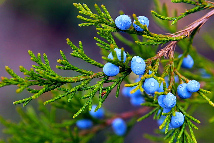 сини плодове на дърво снимка, есен, капки, макро, природа, плодове, растение, клон, плодове, хвойна, HD тапет