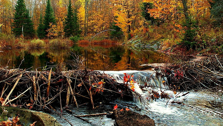 autumn, beaver, castor, fall, river, rodent, waterfall, HD wallpaper