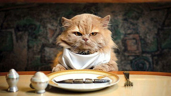 Kedi biraz yiyecek, komik, yiyecek, aç, hayvanlar istiyor., HD masaüstü duvar kağıdı