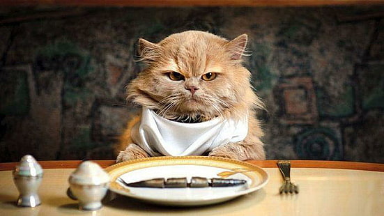 Kot chce trochę jedzenia, śmieszne, jedzenie, głodny, zwierzęta, Tapety HD HD wallpaper