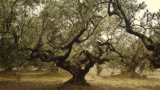 olive, tree, trees, plantation, plants, HD wallpaper HD wallpaper