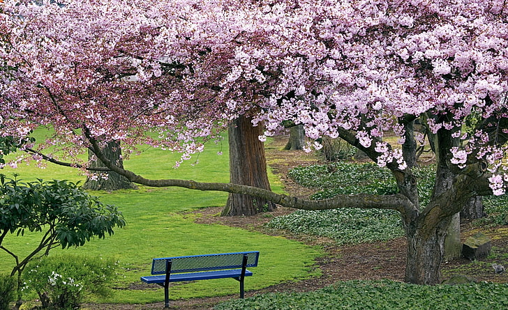 Bunga sakura, bangku logam hitam dan pohon sakura, musim, musim semi, alam, ceri, bunga, pohon, fotografi, bangku, taman, musim, bunga, bunga sakura, Wallpaper HD