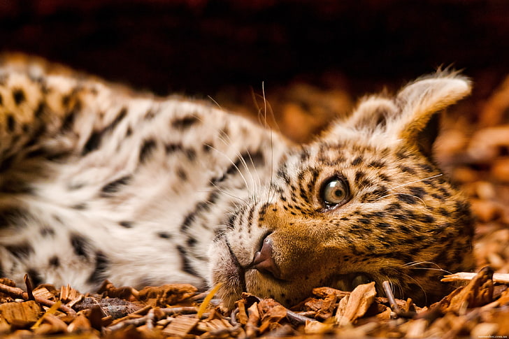 peluche de tigre marrón y blanco, animales, jaguares, crías de animales, Fondo de pantalla HD