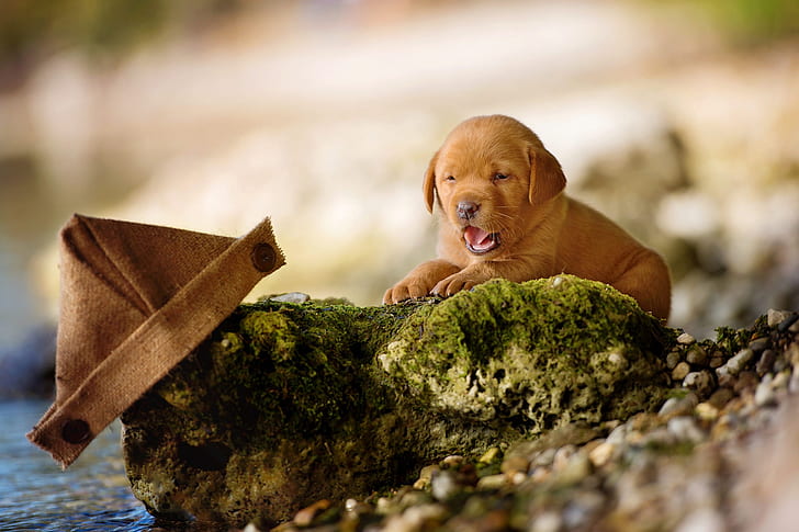 language, nature, pebbles, stones, background, shore, dog, small, baby, puppy, lies, buttons, boat, Labrador, brown, yawns, pond, burlap, toy, bokeh, Retriever, Milota, folded, from fabric, woven, HD wallpaper