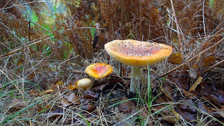 yellow mushroom, fungus, grass, autumn, HD wallpaper