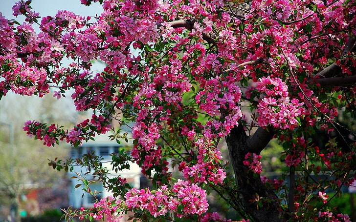 rosa Blütenblattblume, Blumen, Bäume, blühend, HD-Hintergrundbild