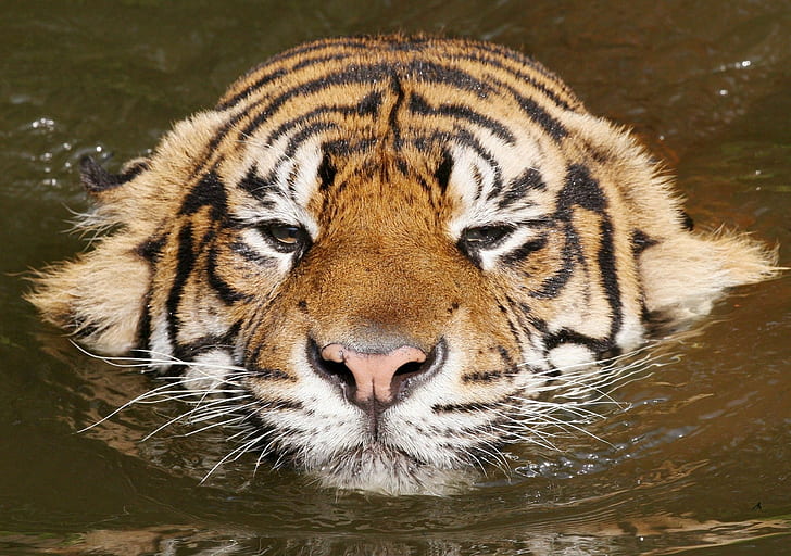 Tiger, Face, Swim, Striped, HD wallpaper