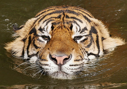 Tigre, visage, nager, rayé, Fond d'écran HD HD wallpaper