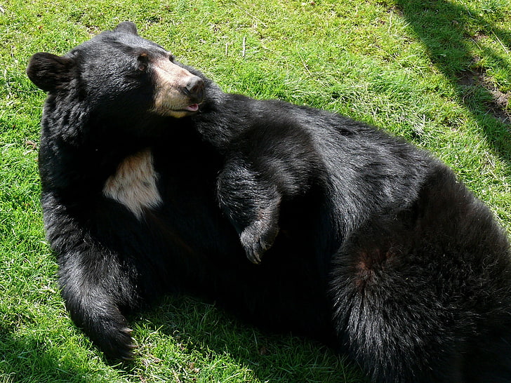 الدب الأسود ، الدب الأسود ، العشب ، الأسود ، الكذب، خلفية HD