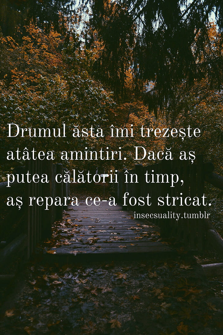 Quote; Forest, Path, quote; forest, path, HD wallpaper