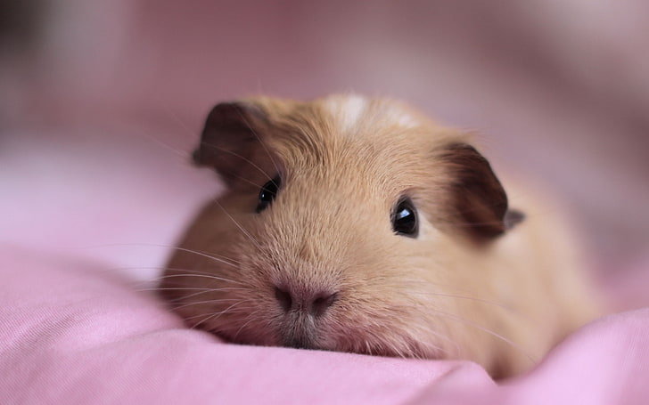 brown guinea pig, guinea pig, look, nose, lying, HD wallpaper