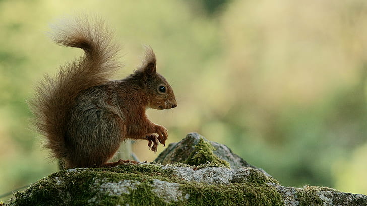 écureuil brun debout sur rocher gris pendant la journée, écureuil, rongeur, animal, nature, mammifère, faune, à l'extérieur, brun, forêt, mignon, arbre, animaux à l'état sauvage, manger, Fond d'écran HD