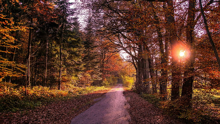 forest path, pathway, road, sunshine, autumn, mixed forest, woodland, forest, tree, sunlight, HD wallpaper