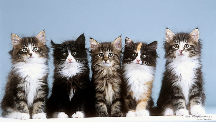 Млади норвежки горски котки, котки, HD тапет