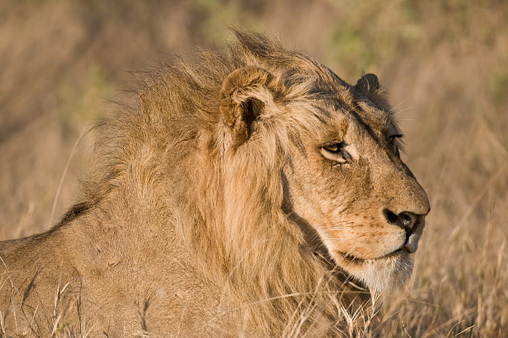 brązowy lew leżący na brązowej trawie w ciągu dnia, lew, brązowy, trawa, w ciągu dnia, Botswana, samiec, lew - koci, afryka, safari Zwierzęta, dzika przyroda, zwierzęta na wolności, nieudomowiony kot, sawanna, mięsożerne, zwierzę, natura, kenia, Afryka Wschodnia, safari, Tanzania, Park Narodowy Serengeti, duży kot, koci, lwica, równina, grzywa, rezerwat dzikich zwierząt, ssak, obszar pustyni, Rezerwat Narodowy Masai Mara, Tapety HD