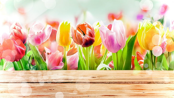 チューリップの花新鮮なピンク、花びら、ギフト、植物、草、季節、黄色、装飾、鮮度、成長、オランダ語、自然、愛、行進、 HDデスクトップの壁紙