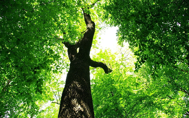 arbre brun et vert, arbres, feuilles, nature, plantes, vue oeil de ver, Fond d'écran HD