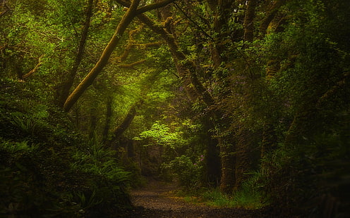 yeşil orman, doğa, orman, yol, yeşil, çalılar, manzara, İrlanda, eğrelti otları, gün ışığı, ağaçlar, yaprakları, HD masaüstü duvar kağıdı HD wallpaper