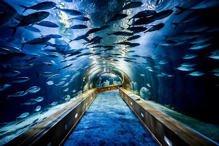 akuarium besar dengan aliran ikan, V A, A L, E N, C I A, akuarium, sekolah ikan, valencia spain, perjalanan, eropa, bawah air, ciudad, artes, terowongan, air, biru, Wallpaper HD