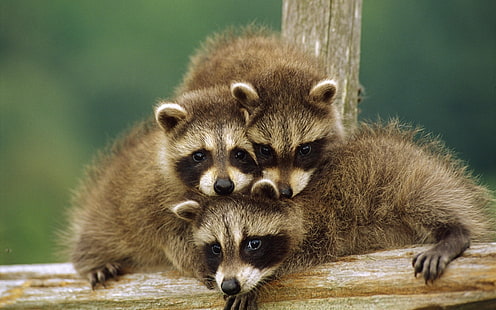 Cute little raccoon, Cute, Little, Raccoon, HD wallpaper HD wallpaper