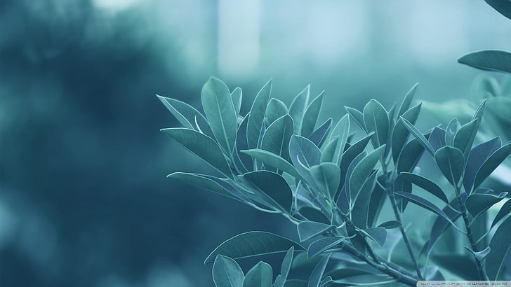 green leafed plant, plants, macro, HD wallpaper
