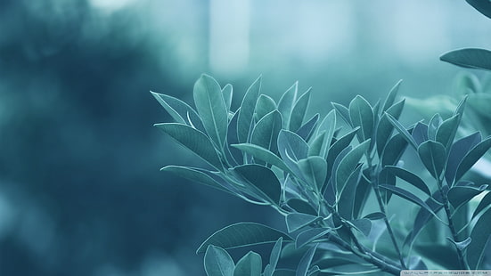 نبات الورقة الخضراء والنباتات الماكرو، خلفية HD HD wallpaper