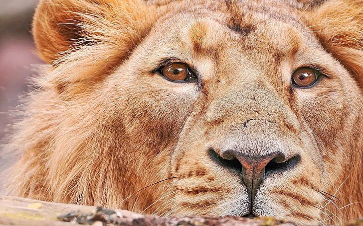 brown lion, lion, face, big cat, predator, HD wallpaper