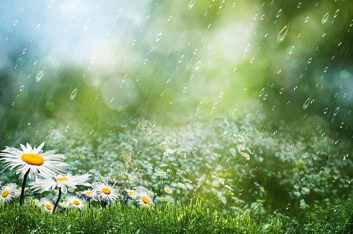 margaritas blancas, hierba, gotas, flores, lluvia, manzanilla, Fondo de pantalla HD