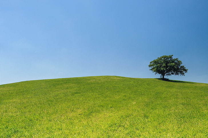 verde, colina, solitário, prado, árvore, relva, HD papel de parede