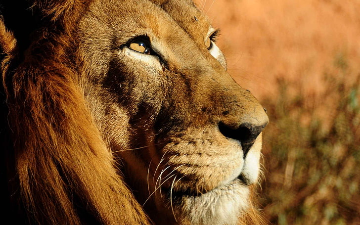 animales, leones, vida silvestre, Fondo de pantalla HD