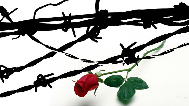 Rose Barbed Wire, firefox persona, abstract, wire, flower, barbed, widescreen, rose, 3d and abstract, วอลล์เปเปอร์ HD