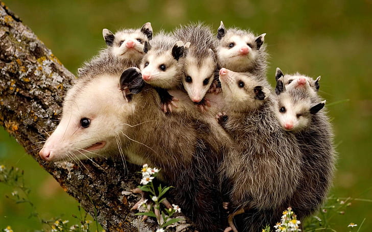 Opossums, Mutter und Kinder, Opossums, Mutter, Kinder, HD-Hintergrundbild