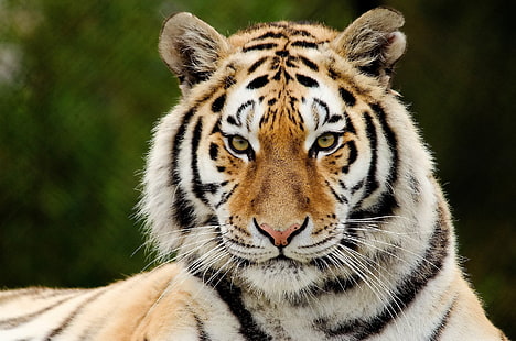 brown tiger, tiger, predator, big cat, face, eyes, surprise, HD wallpaper HD wallpaper