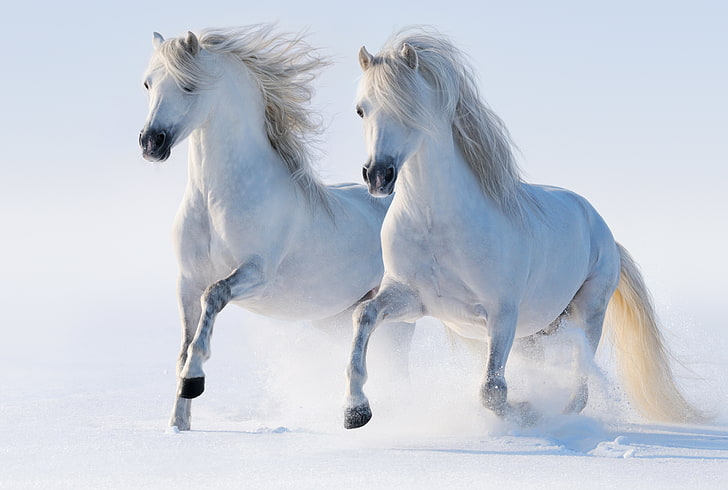 två vita hästar, vinter, snö, hästar, häst, löpning, par, lockelse, HD tapet