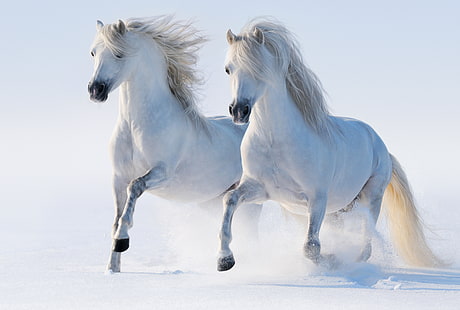 два бели коня, зима, сняг, коне, кон, бягане, двойка, привлекателност, HD тапет HD wallpaper