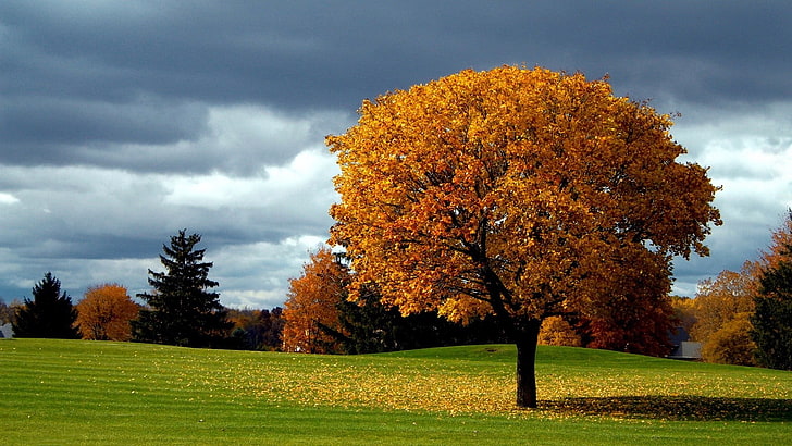 коричневое лиственное дерево, природа, деревья, лес, ветка, пейзаж, осень, листья, трава, поле, HD обои