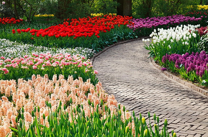 multicolored flower garden with gray concrete pathway, tulips, hyacinths, flowers, flowerbeds, walkway, park, HD wallpaper