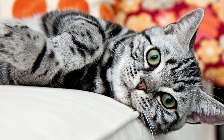 American Shorthair Silver Cat, silver tabby cat, Animals, Cat, animal, silver, crazy, HD wallpaper