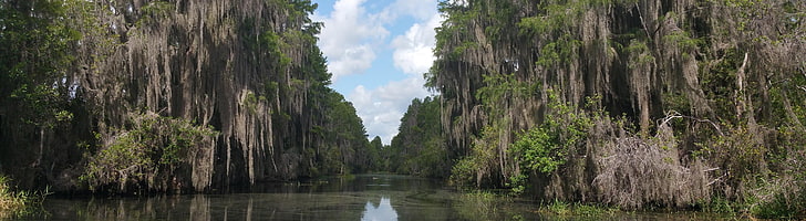 Marais d'Okefenokee, États-Unis, Floride, Nature, Bois, Marais, okefenokee, Fond d'écran HD