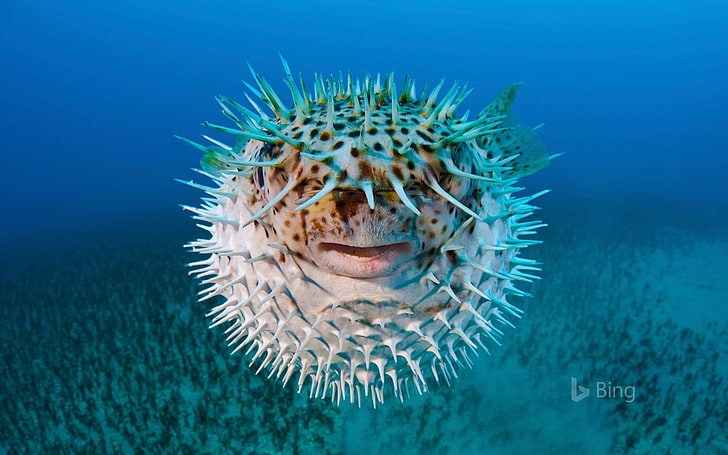 Spot-fin porcupinefish ใกล้ Hawaii-2016 Bing Deskt .., วอลล์เปเปอร์ HD