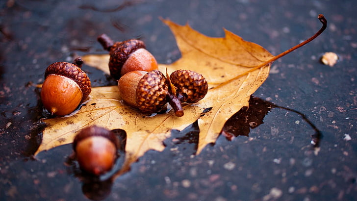 buah biji, musim gugur, daun, biji, ek, alam, Wallpaper HD