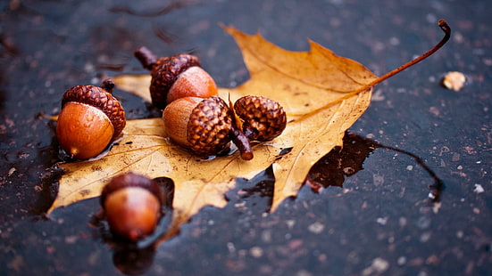acorn fruit, autumn, leaf, acorn, oak, nature, HD wallpaper HD wallpaper