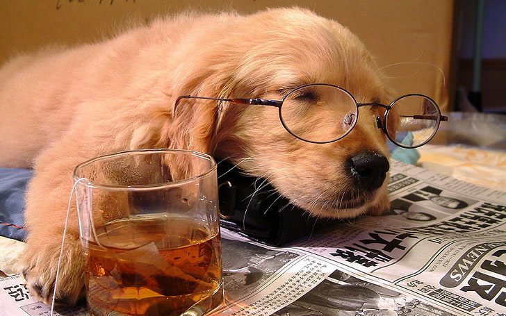 golden retriever puppy, dog, sleeping, puppy, face, glasses, paper, glass, drink, situation, HD wallpaper