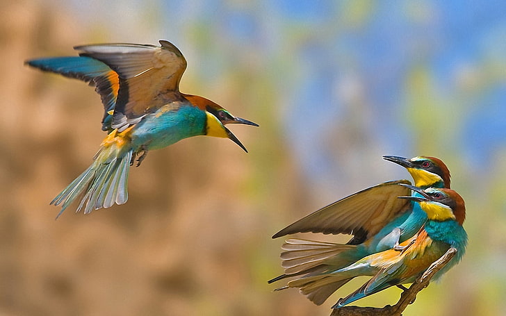 plusieurs colibris jaunes et bleus, oiseaux, tricheurs, rivaux, Fond d'écran HD