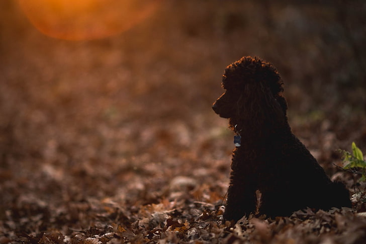 Dogs, Poodle, HD wallpaper
