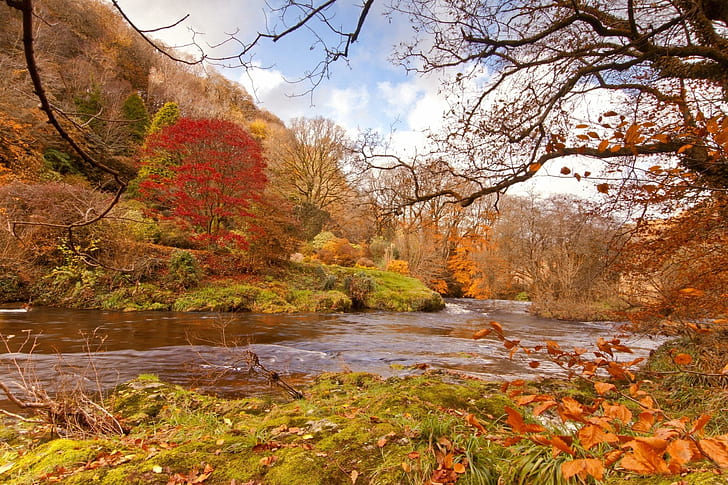 *** Sungai Melalui Pohon Musim Gugur ***, natura, drzewa, jesienne, rzeka, alam, dan lanskap, Wallpaper HD