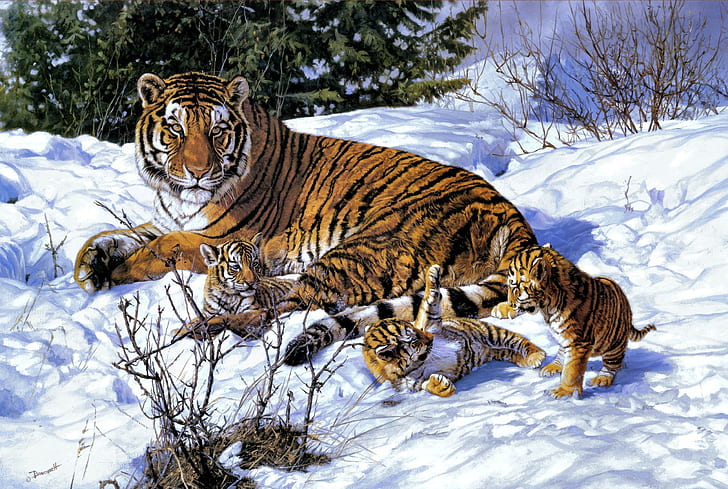 тигр, животные, кошачьи, живая природа, млекопитающие, природа, молодые животные, HD обои
