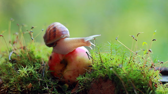 갈색 달팽이, 매크로, 과일, 이끼, 달팽이, HD 배경 화면 HD wallpaper