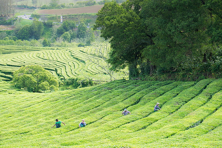 landscape, portugal, san miguel, tea plantation, HD wallpaper